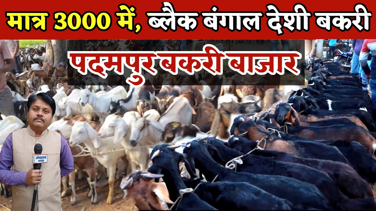 Padampur Bakri Bazzar ।। ब्लैक बंगाल देशी बकरी मात्र 3000 में? ।। Padampur Odisha Goat Market
