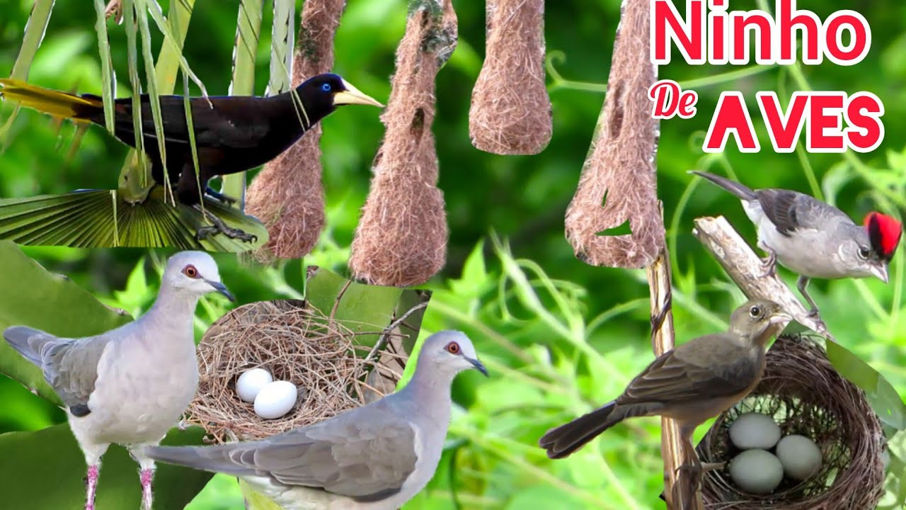 ACHEI 4 NINHOS DE AVES QUE SÃO INCRÍVEIS | A MAGIA DO MUNDO DAS AVES, REPRODUÇÃO NO PERÍODO CHUVOSO.