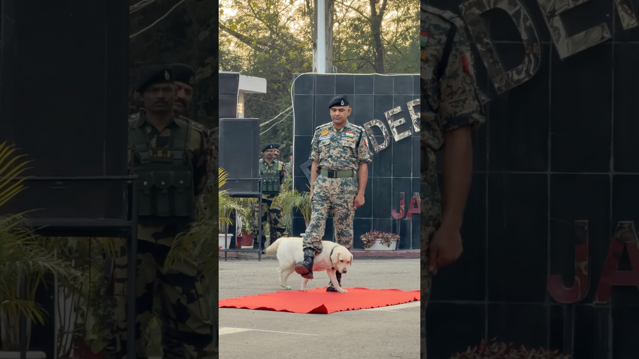 Bsf Jawan👮🏻&zwj;♂️And Intelligent🫡 Bsf Dog🐶 #dog #dogshorts #dogs #bsf #republicday #shorts #respect