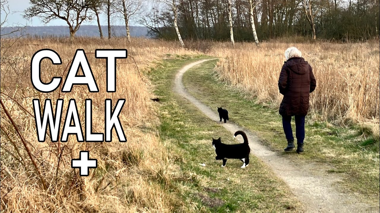 Cats avoid dogs and humans during evening walk to the lake