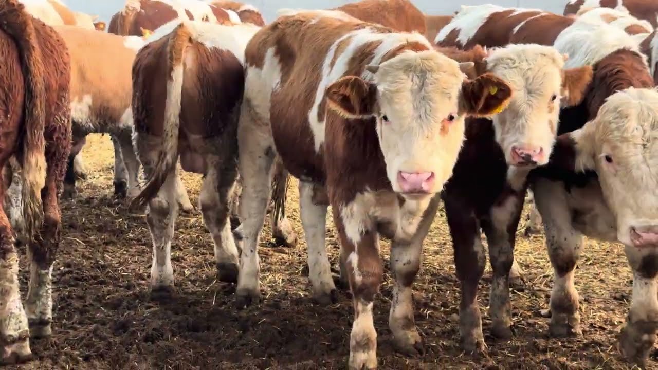 (+998905835000) 👉120 ta👈Yevropeskiy Simmental Buchalar Keldi ￼Paxridin Trenda