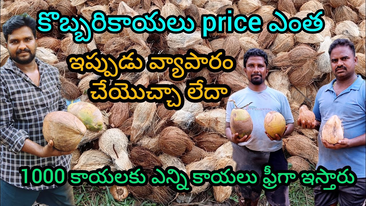 కొబ్బరికాయలు price ఎంత వెయ్యి కాయలకు ఎన్ని కాయలు ఫ్రీగా ఇస్తారు #andhravilageworking
