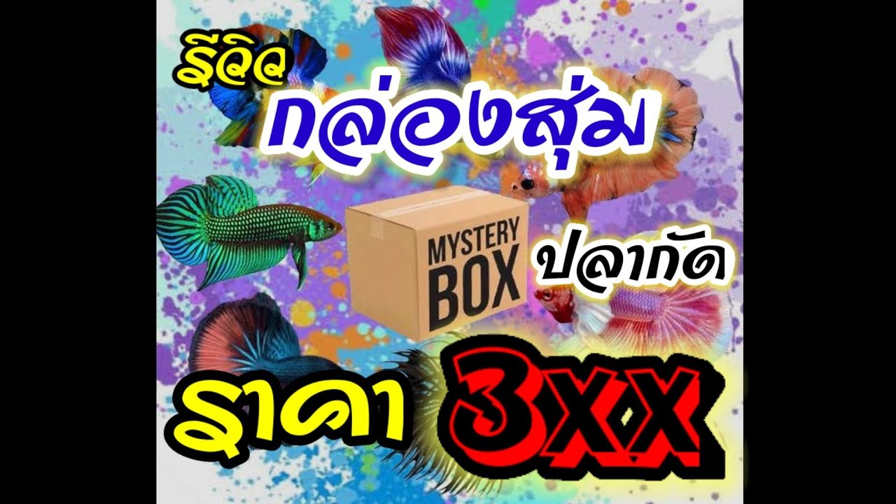 Unbox​ แกะกล่องรีวิวกล่องสุ่ม​ ปลากัดจากบ้านภูพยัคฆ์​ ราคา3XXบาท​ (โชว์​ปลากัดท้ายคลิป)​