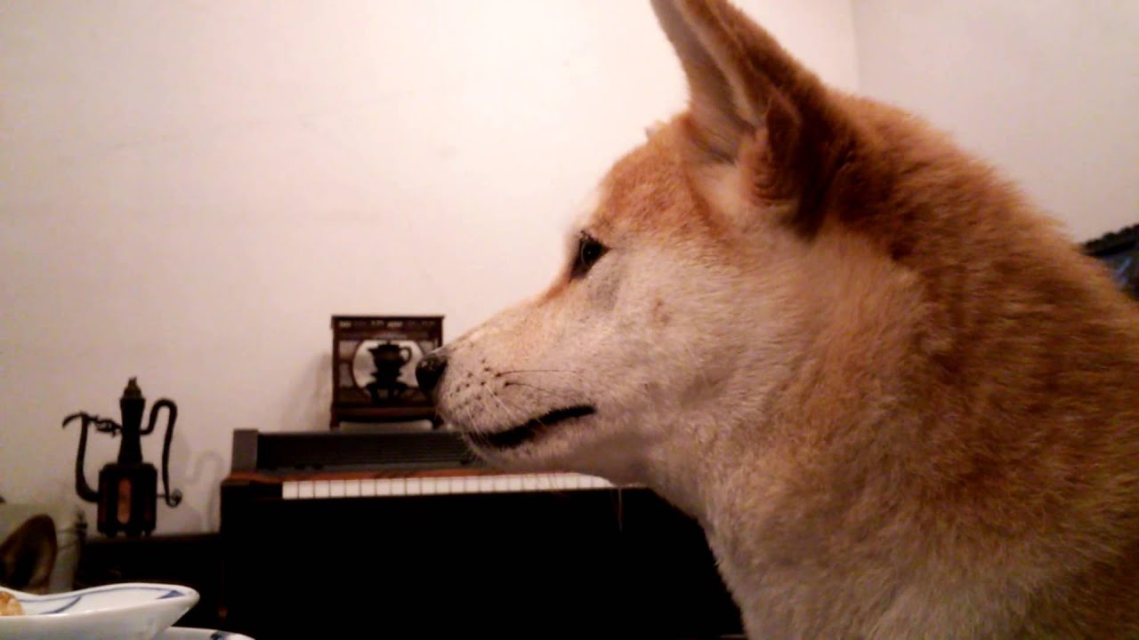 柴犬ラテ 文句たらたら しゃべる