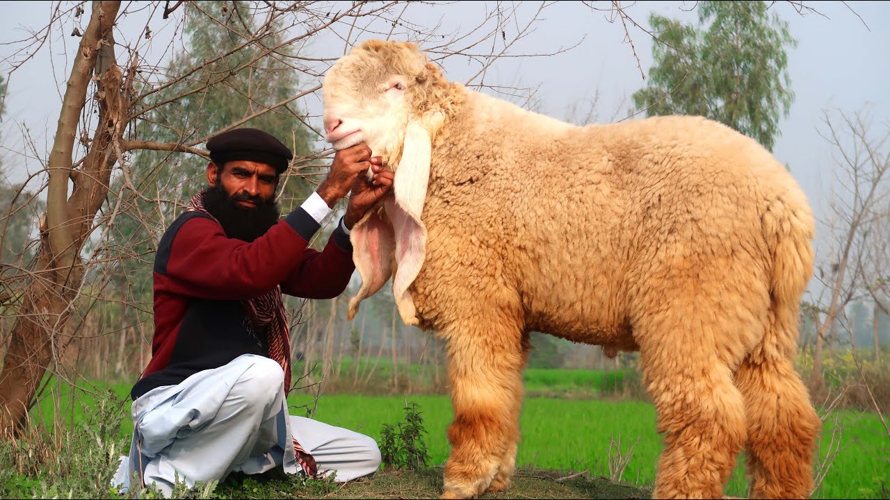 Kajlay Chatray - Beautiful Kajla Breeder Of Ali Zafar Sargodha 2021