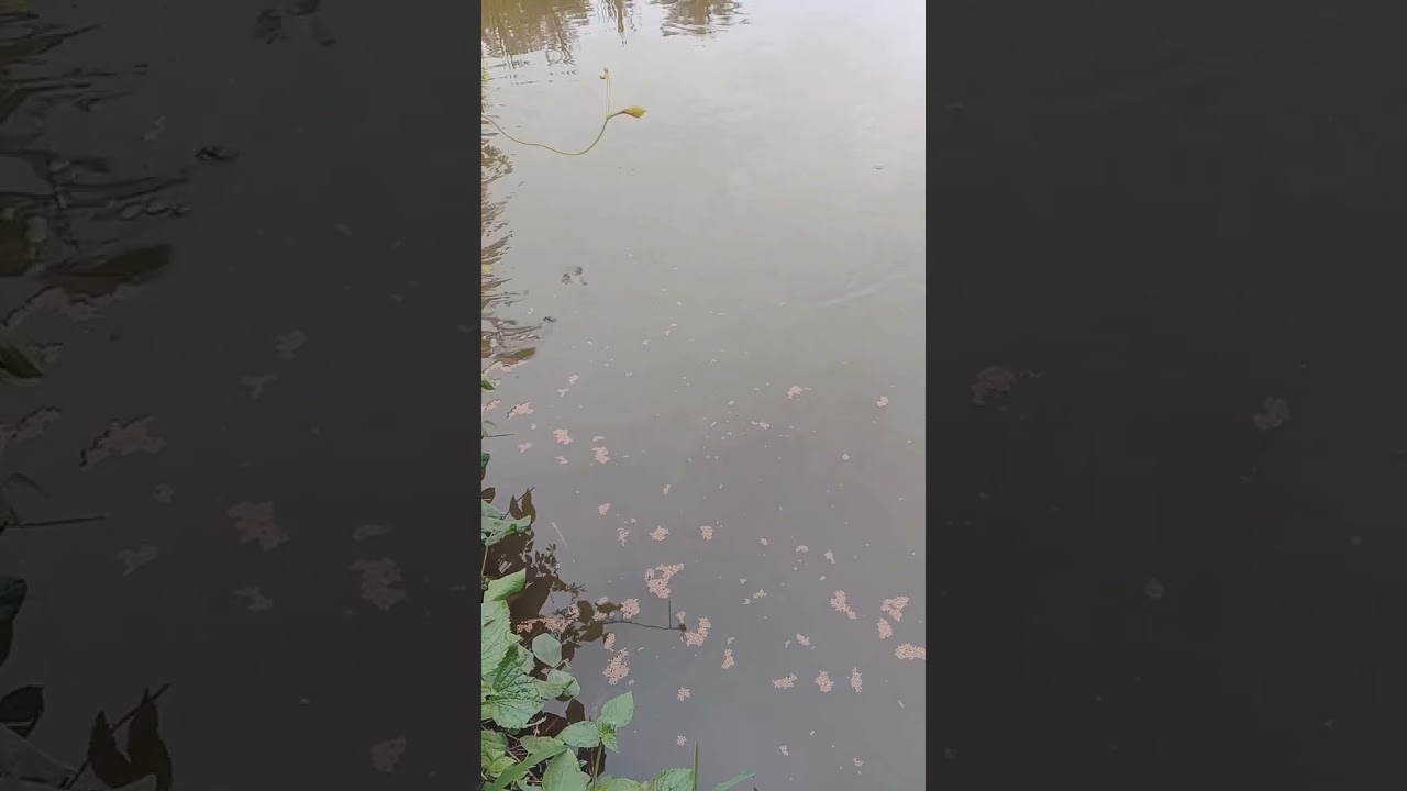 Pemberian pakan ikan mas dan nila di kolam air tenang 
