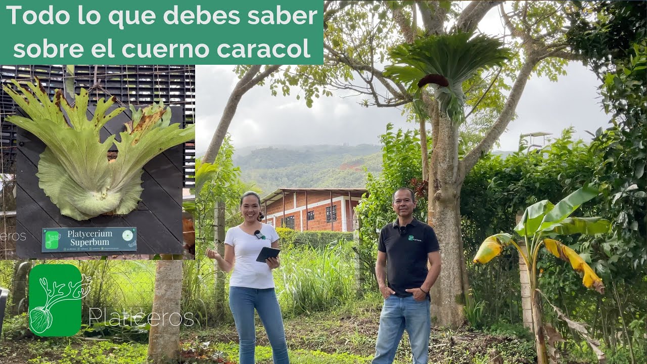 🌳Platycerium Superbum - Conoce este helecho!🤯
