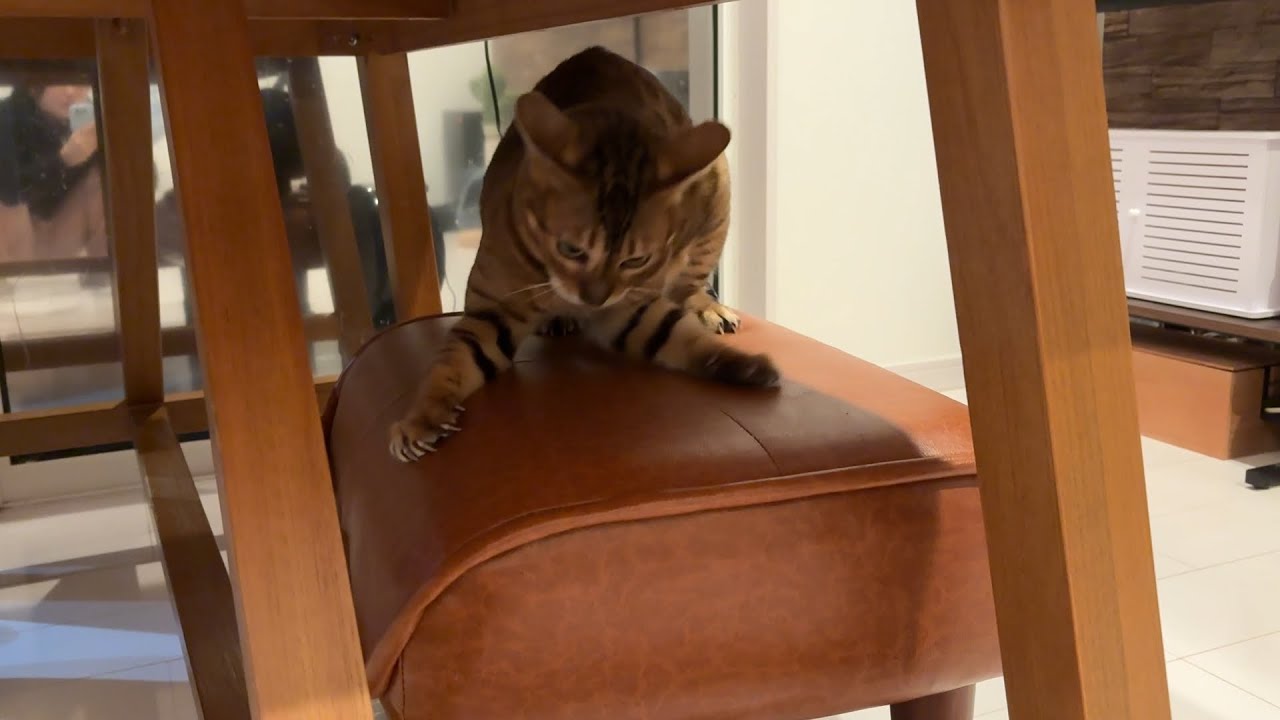 運動量が他の猫よりもケタ違いなベンガルがこちら【ベンガル/マンチカン/茶トラ猫】