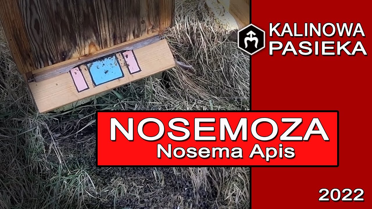 Nosemoza -  Nosema Apis / oblot 2022 / choroba w pasiece. Kalinowa Pasieka