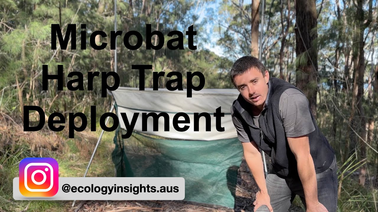 How to Deploy a Microbat Harp Trap: Tips and Tricks