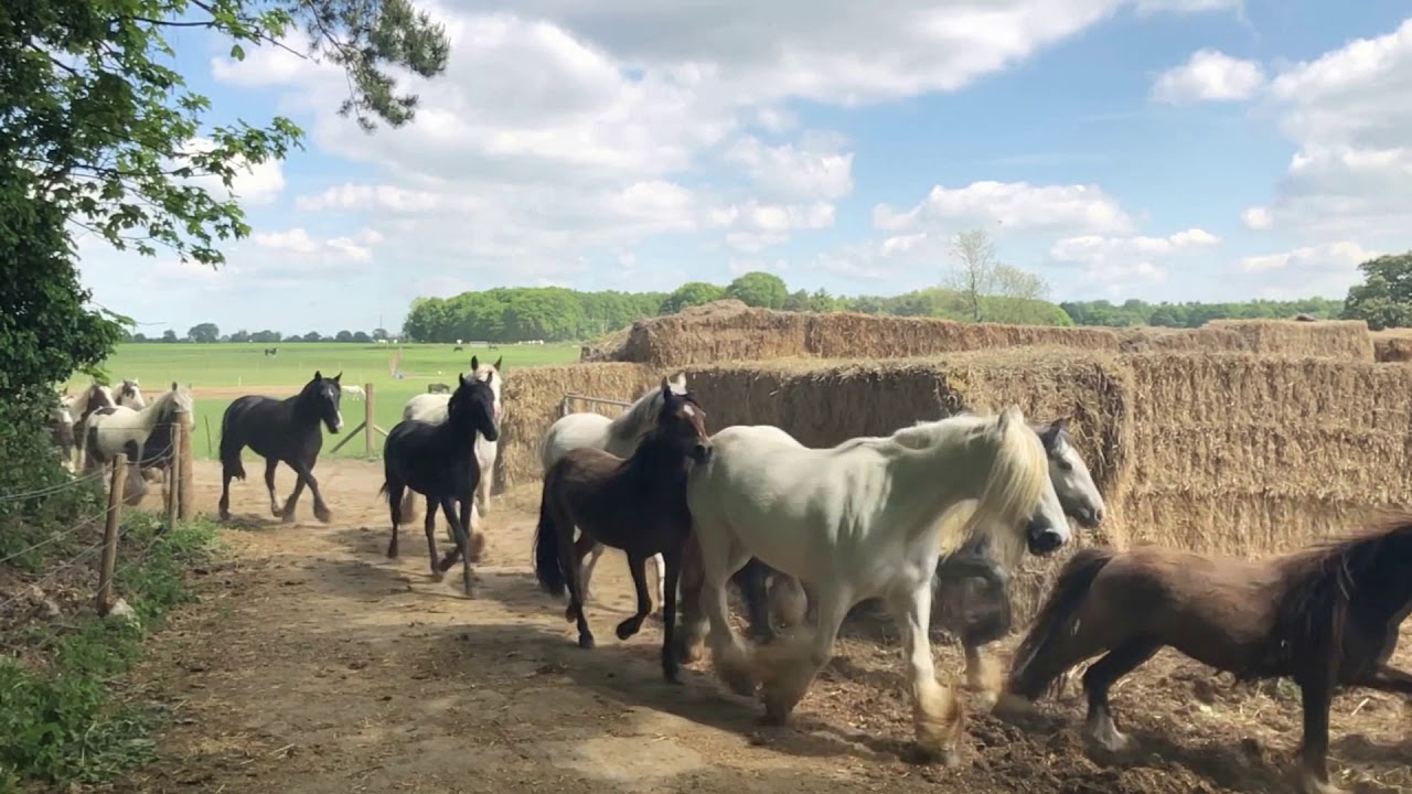 Hillside Animal Sanctuary Horses Before Going Out to Grass May 2019...