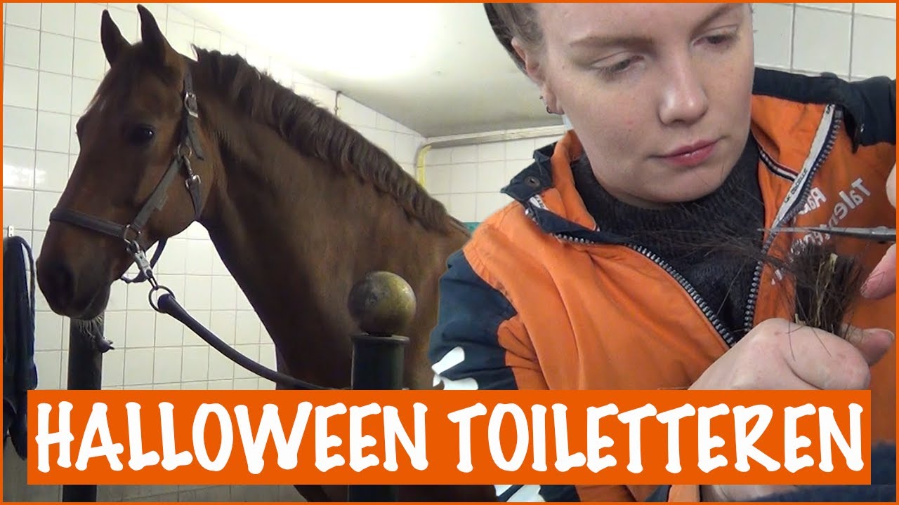 De beste toiletteer-tips voor jouw paard | PaardenpraatTV