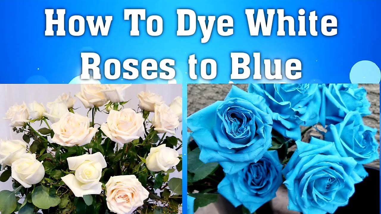 How To Dye White Rose to Blue