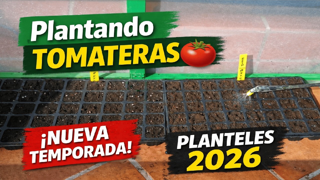 Planteles de Tomateras para este Año 🍅 | Preparando el Huerto