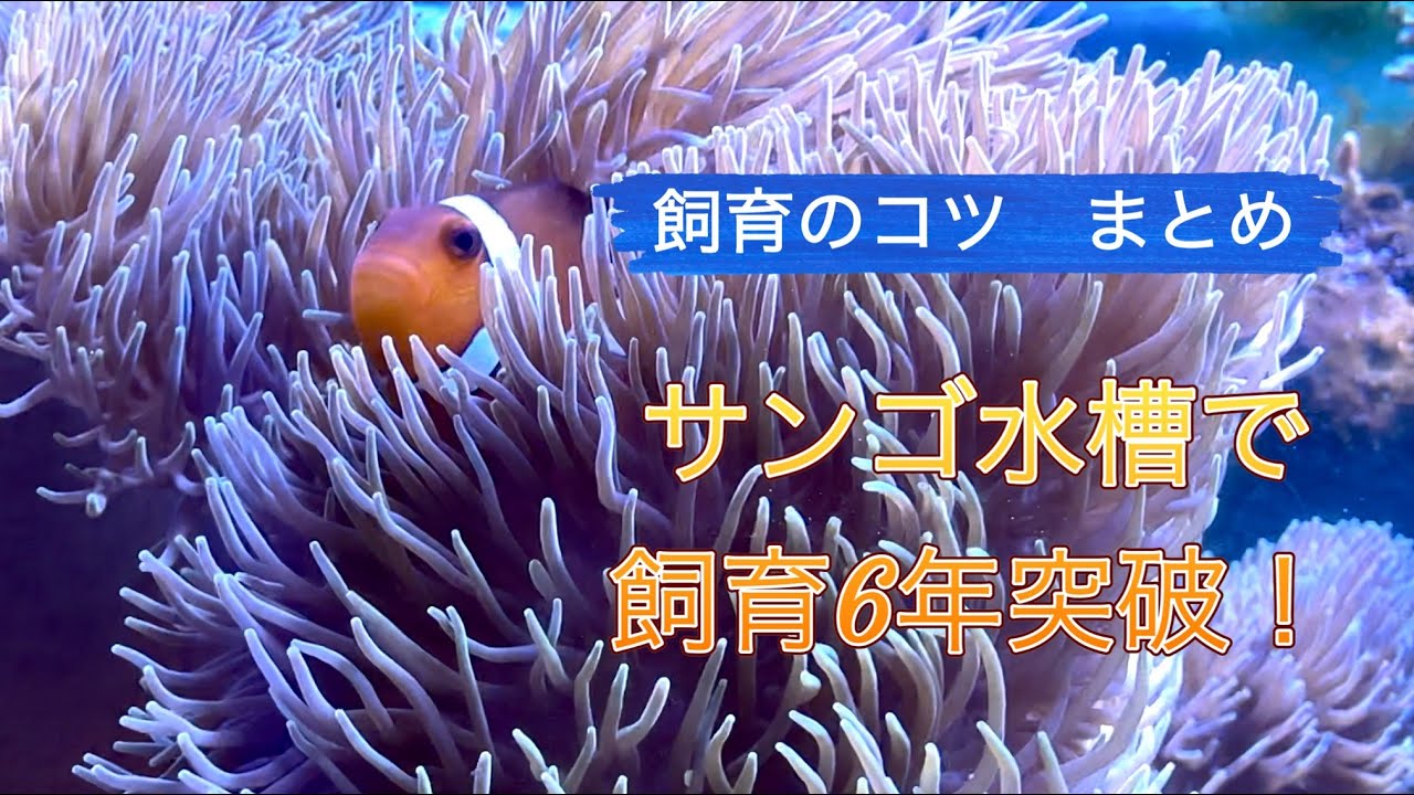 ハタゴイソギンチャク長期飼育まとめ【カクレクマノミ】【海水魚水槽】【サンゴ】