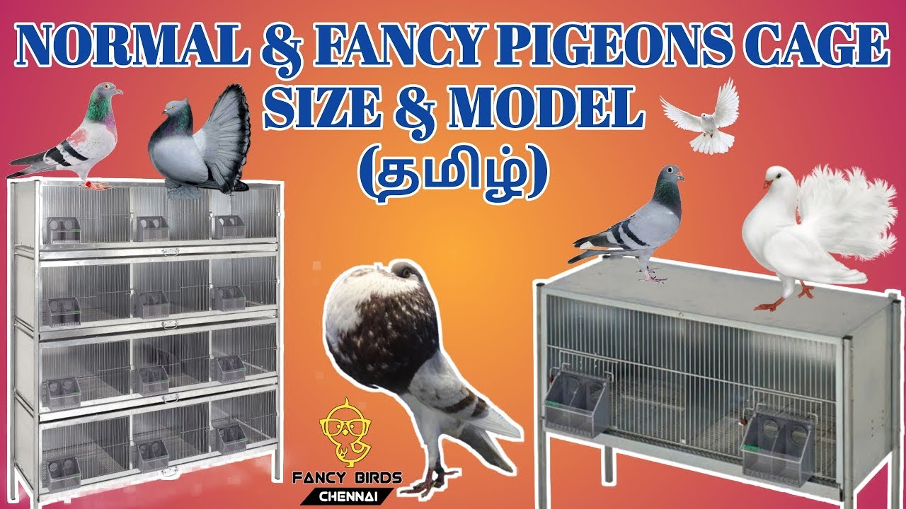Normal & fancy pigeons cage size | model | தமிழ் | fancy birds chennai