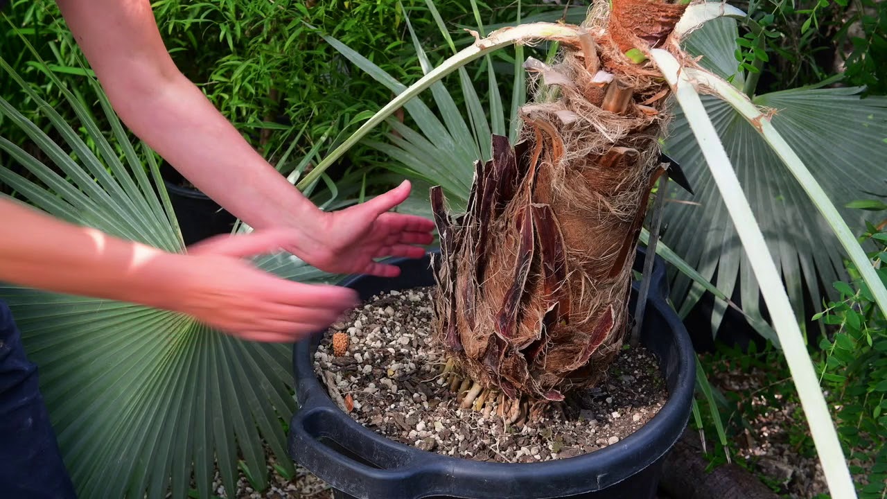 Over planten: palmen