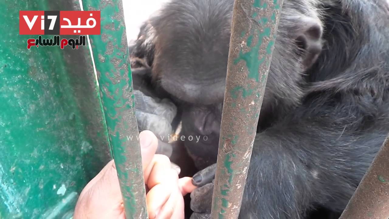 بالفيديو..حارس القرود يداعب "كوكو" ليخرجه من حالته النفسية السيئة بعد وفاة "موزة"