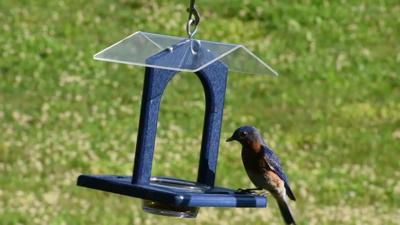 Duncraft Sheltered Bluebird Mealworm Feeder