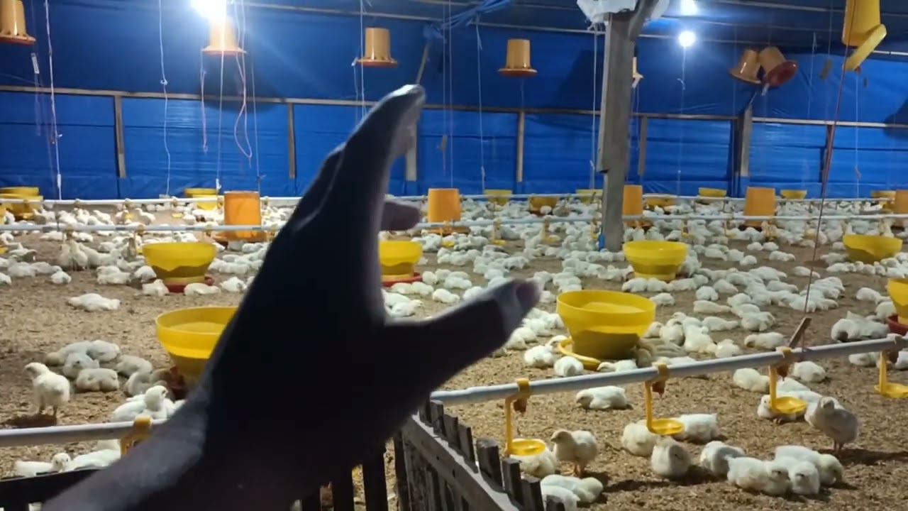 BAHAYA !!! Masa Brooding Ayam Boiler umur 4 hari close house