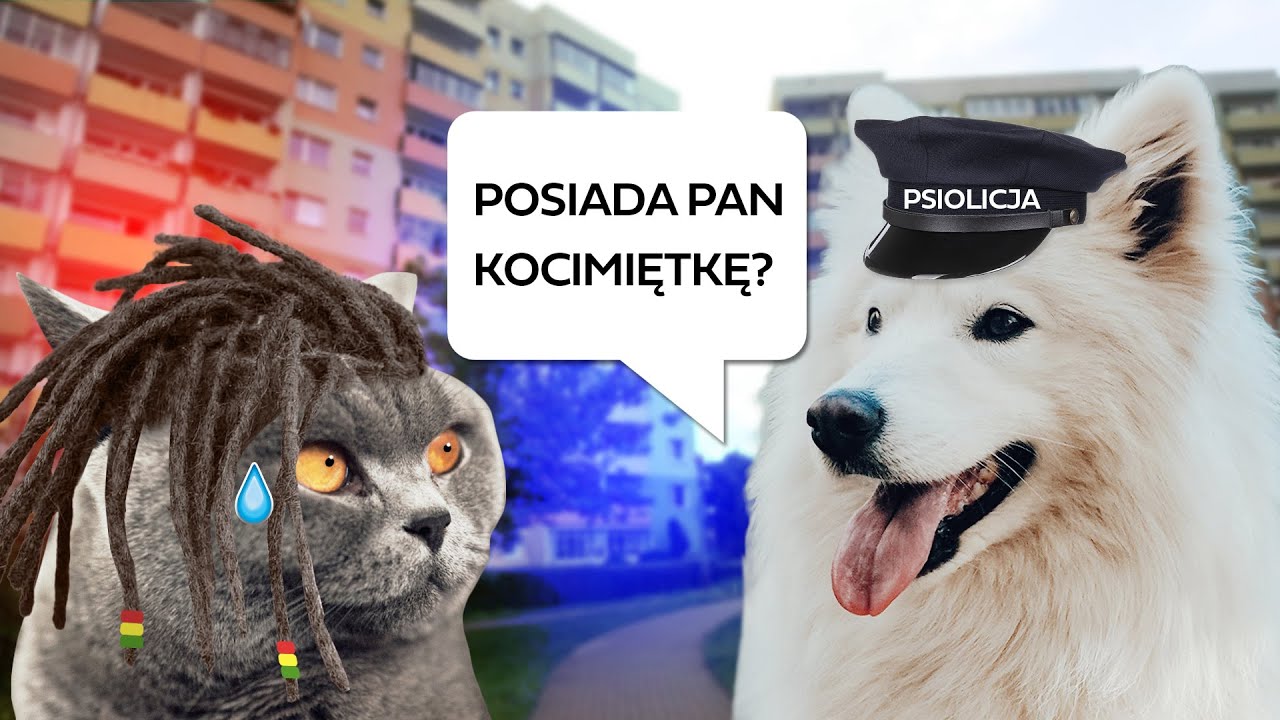 Czy Kocimiętka jest legalna? 🌿 Na co pomaga kotom?