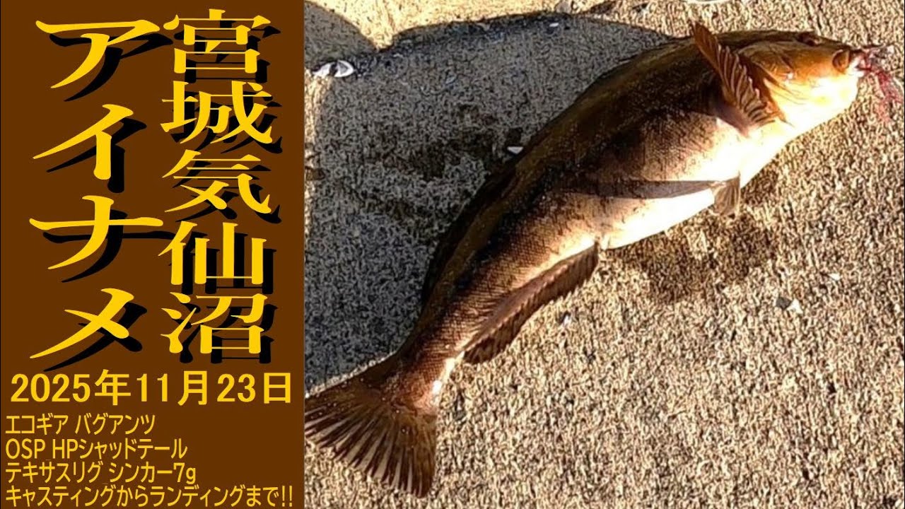 【アイナメ_42㎝】岩手県_気仙沼エリア漁港_キャスティングからランディングまで‼