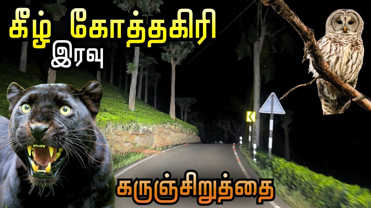 Black Panther Sighting in Lower Kotagiri Forest! | Elephant, Sloth Bear & Dangerous Forest Road