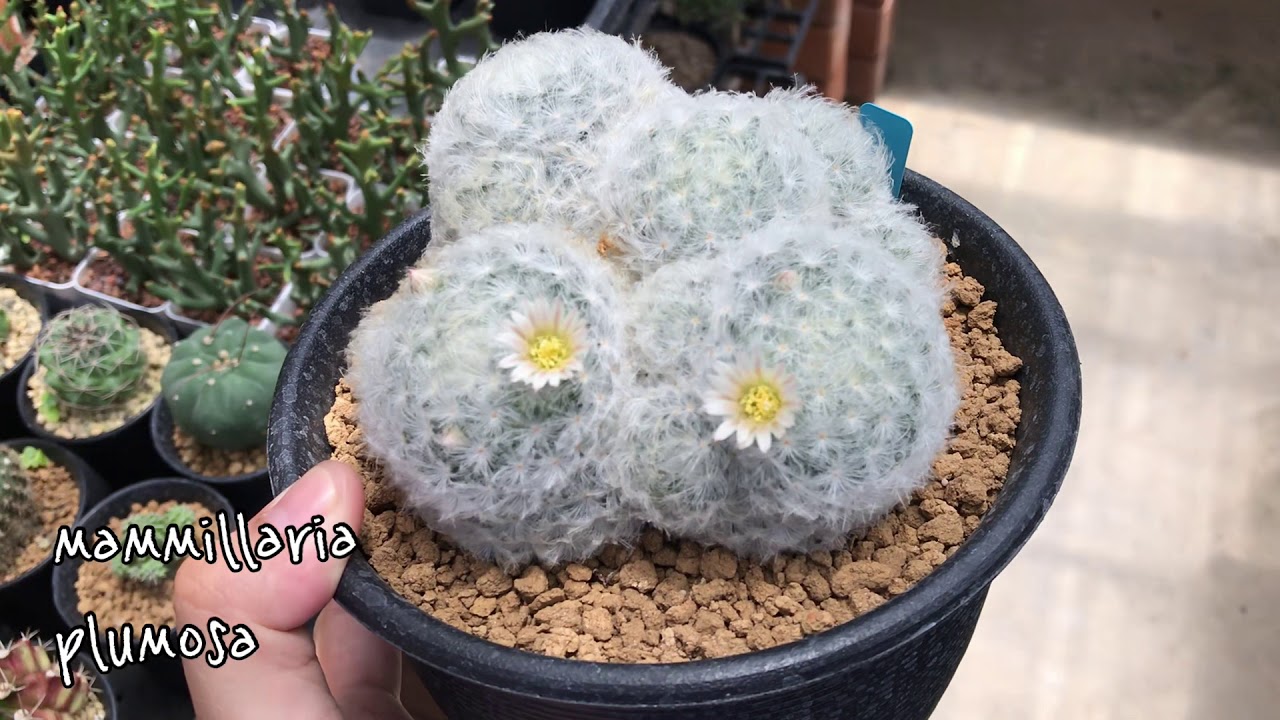 4 สายพันธุ์ Mammillaria (แมมมิลลาเรีย) สำหรับมือใหม่!!!   | PB CACTUS Channel