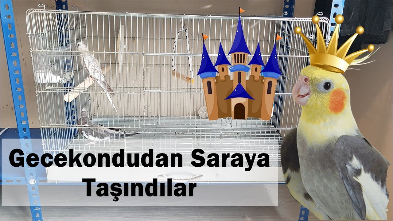 Dev Kafes Siparişi ve Kurulumu | Sultan Papağanı Kafes Düzeni |Tahtadan Salıncak Yapımı