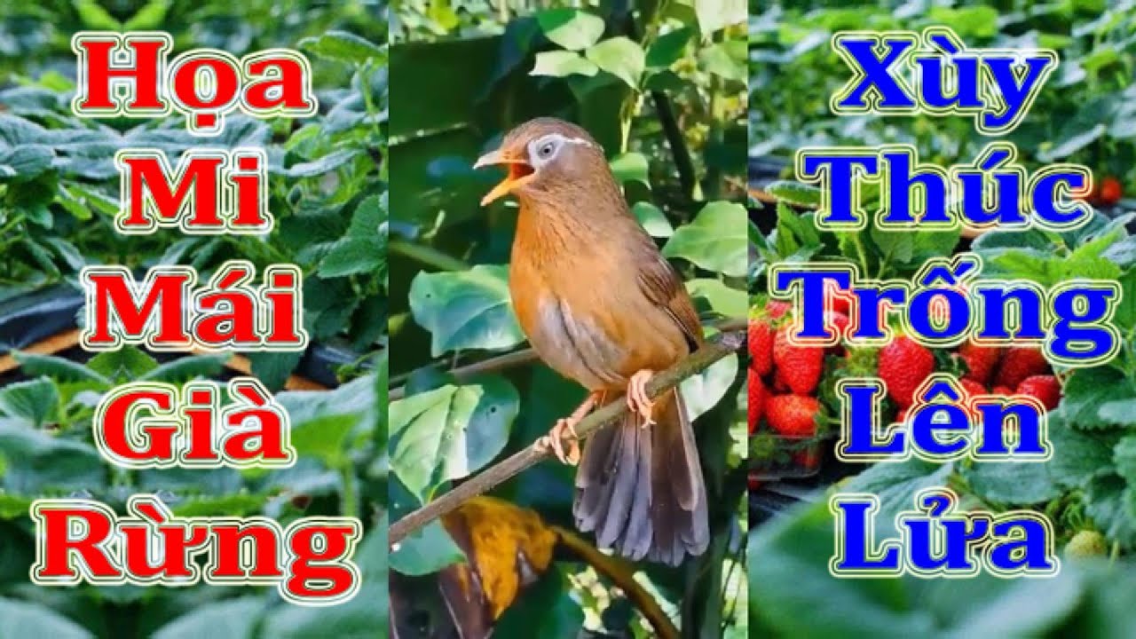 Họa Mi Mái Già Rừng Xùy Trống Căng Đét