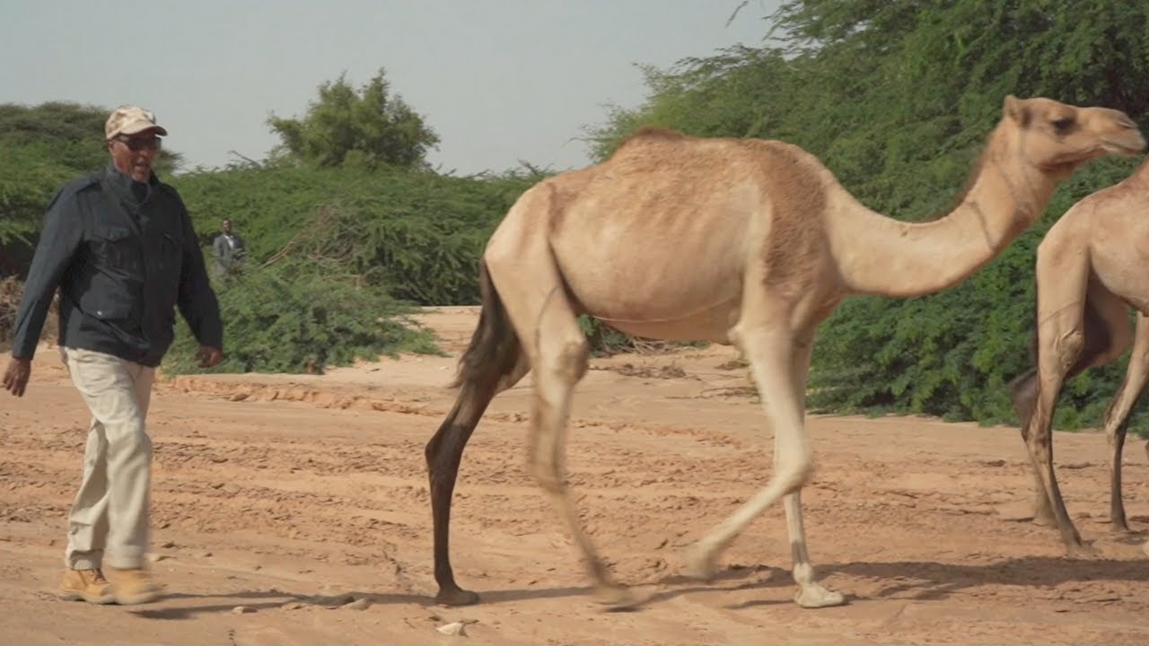 EXCLUSIVE!! President Musa Bihi takes us to historic site of Geed-Deeble.