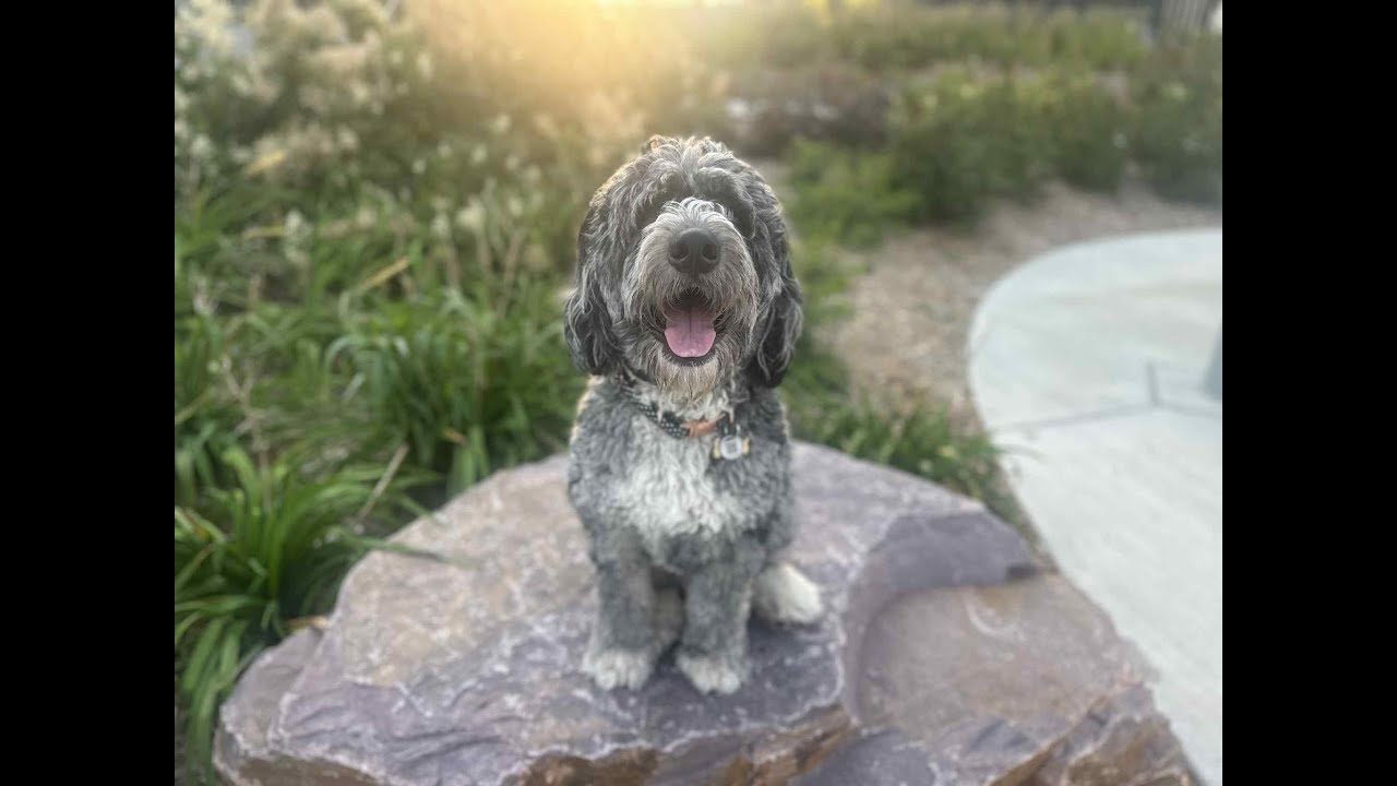 Benny - 1 Year Old Bernedoodle - Dog Training Omaha Nebraska, Off Leash Reliable Dog Training