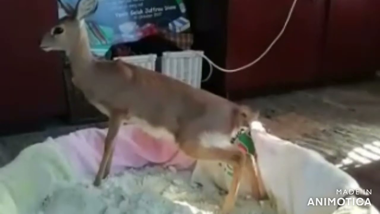 How to potty train your Steenbuck Orphan