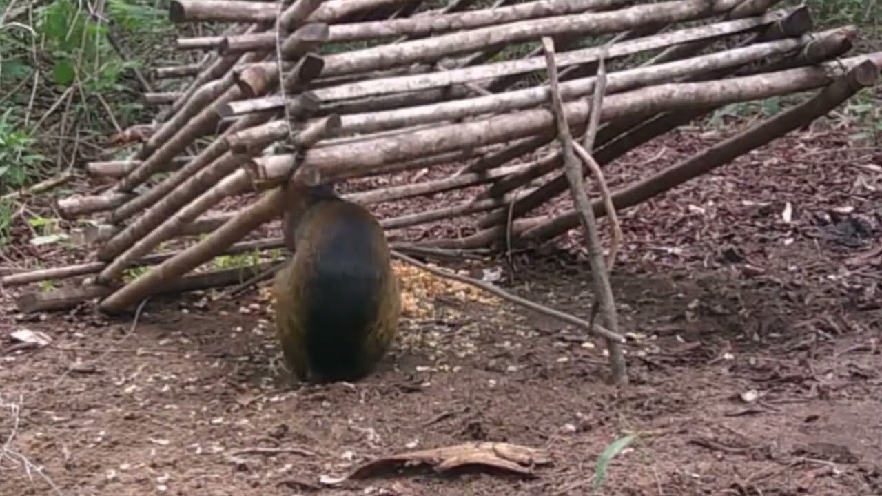 Melhores Armadilha #natureza 