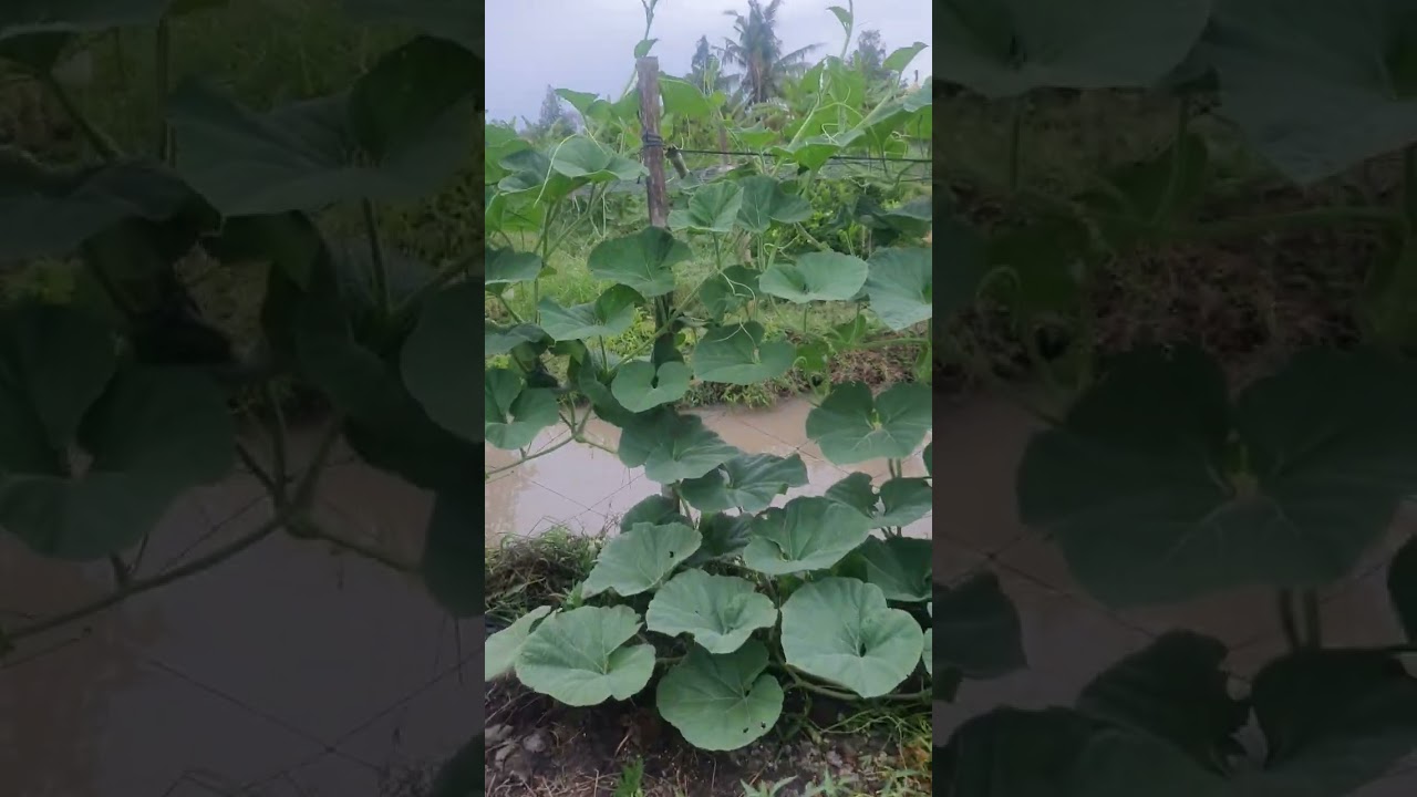 Bầu được hơn 50 ngày