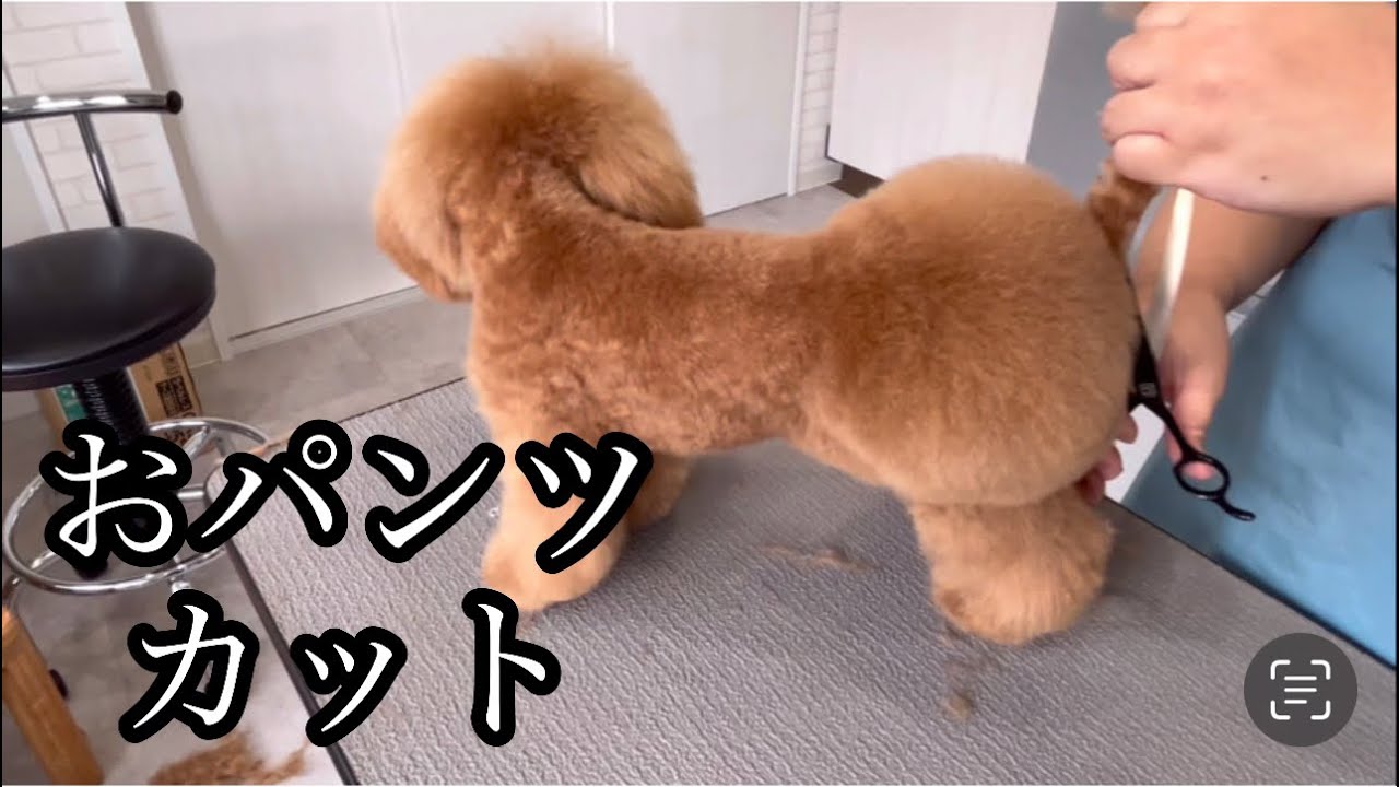 おパンツカット　プードル　みおくん