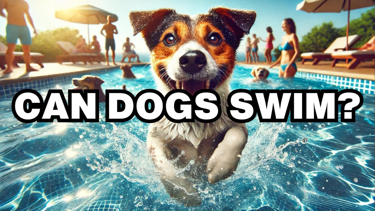 Can Dogs Swim? Explained