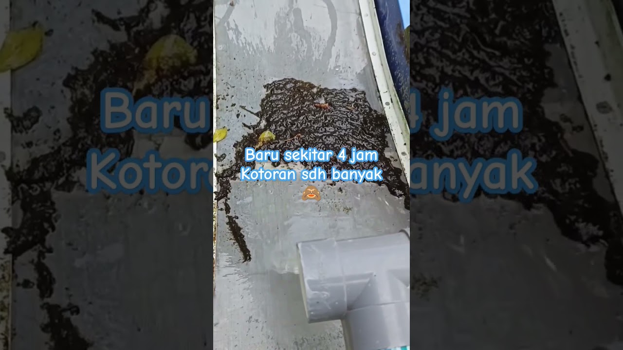sieve filter kolam koi pengganti filter mekanis #sievefilter #kolam #aquarium