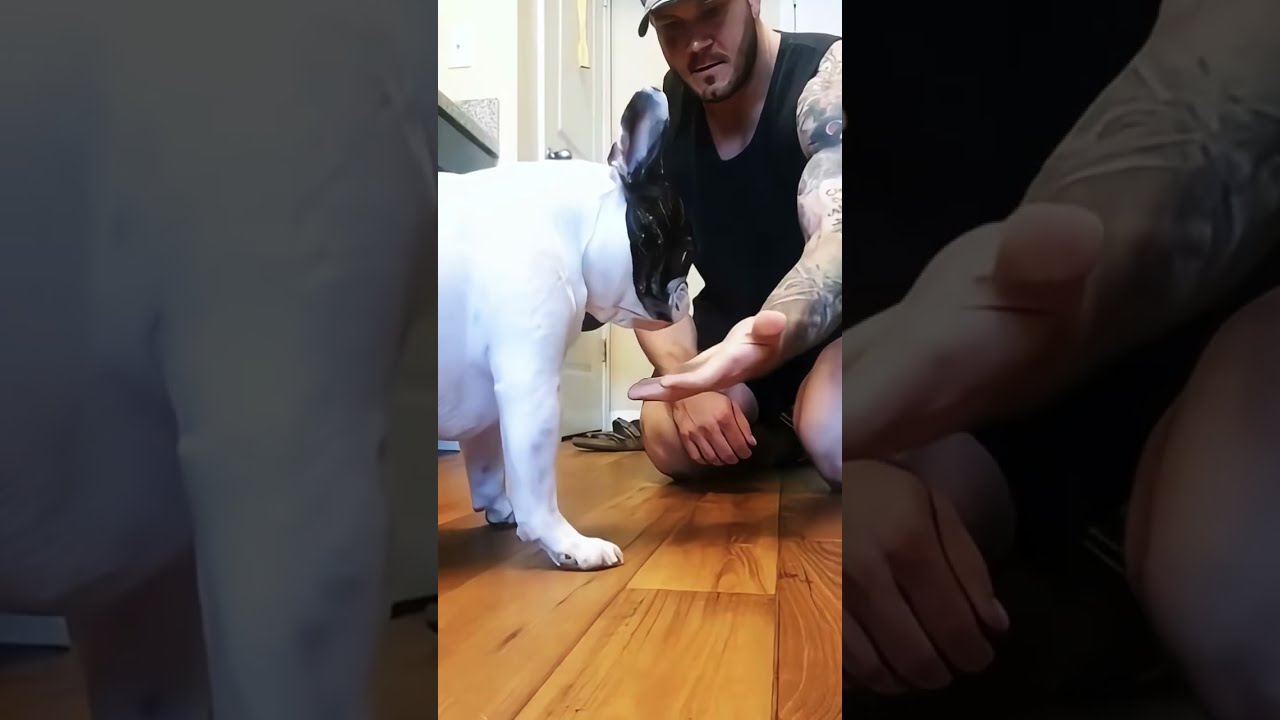 Clumsy little guy #Funny #Cute #Dog #Trending #ForYou