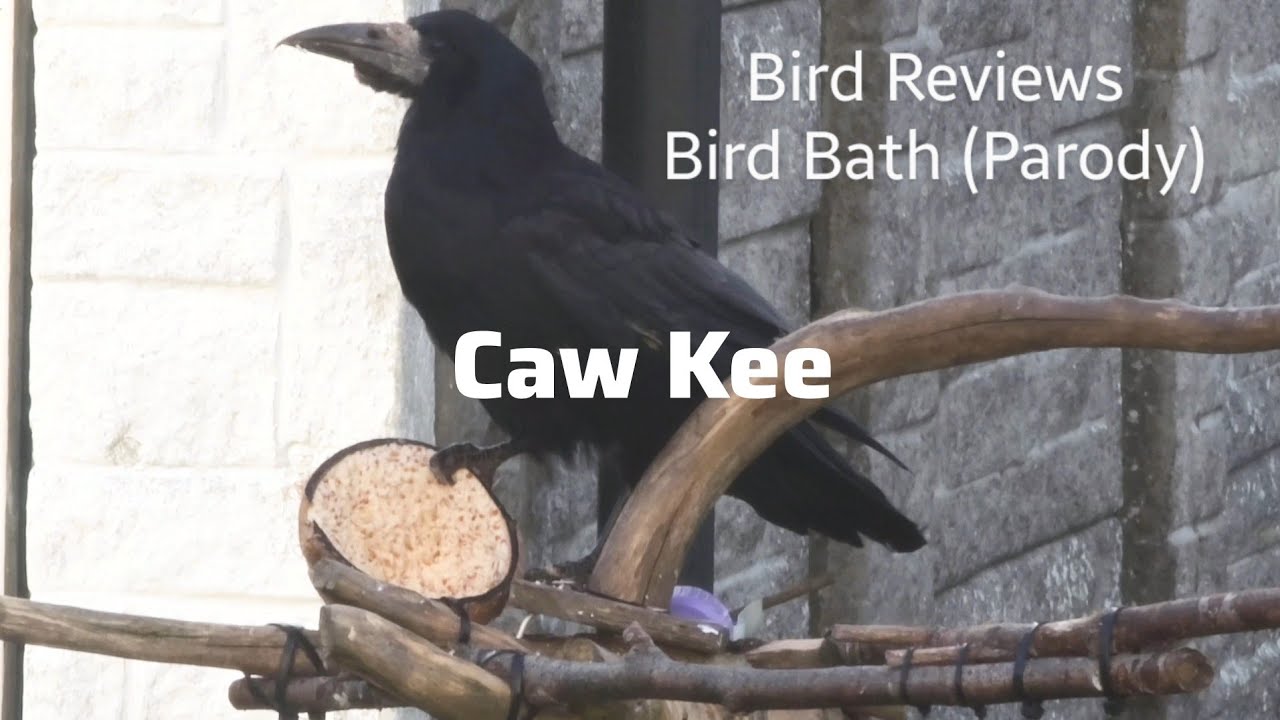 Bird Reviews Bird Bath (Parody)