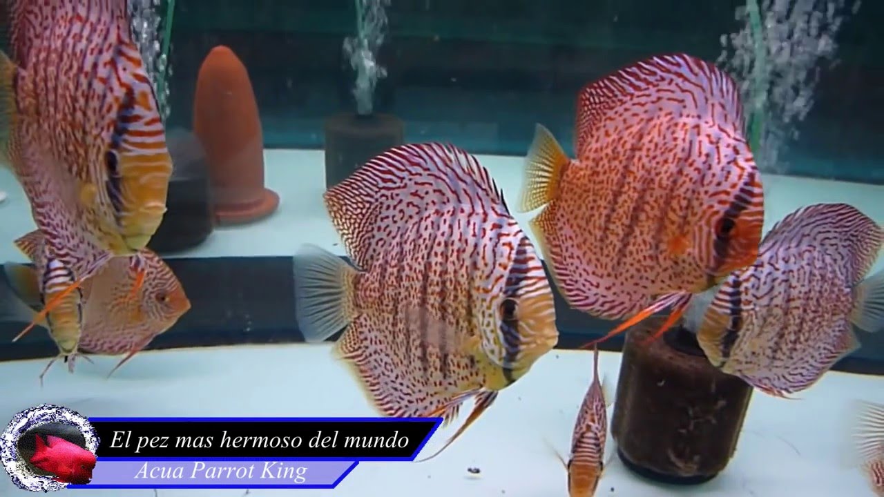 Los 10 peces de agua dulce mas hermosos del mundo