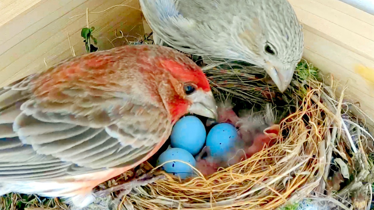 Tiny Birds Took Over My Porch - Baby House Finches!