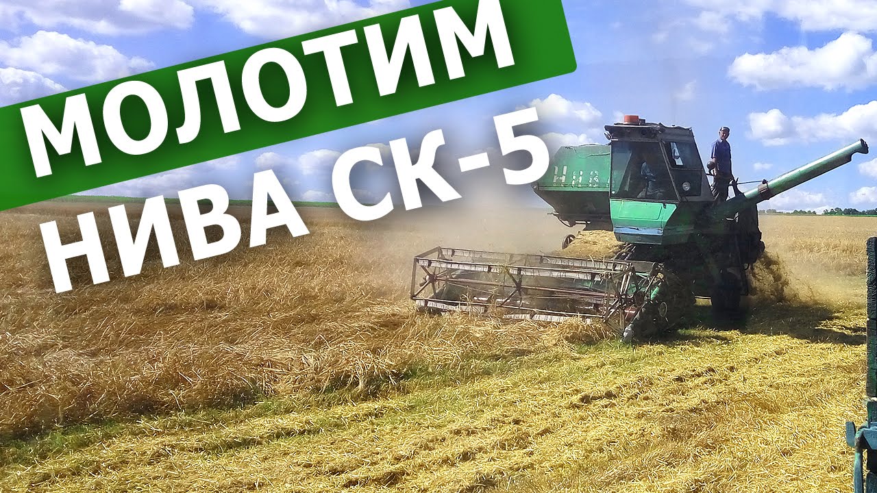 Молотим ячмень. Нива СК-5 | Предшественник подсолнух. #СельхозТехника_ТВ №31
