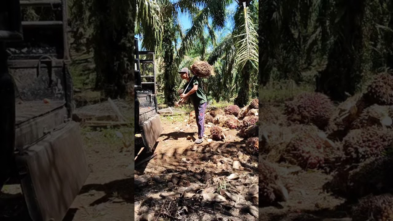 Proses muat kelapa sawit..