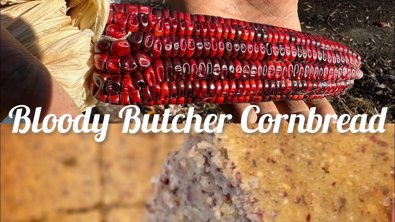 Bloody Butcher Corn! Harvesting to Cornmeal to Thanksgiving Cornbread!