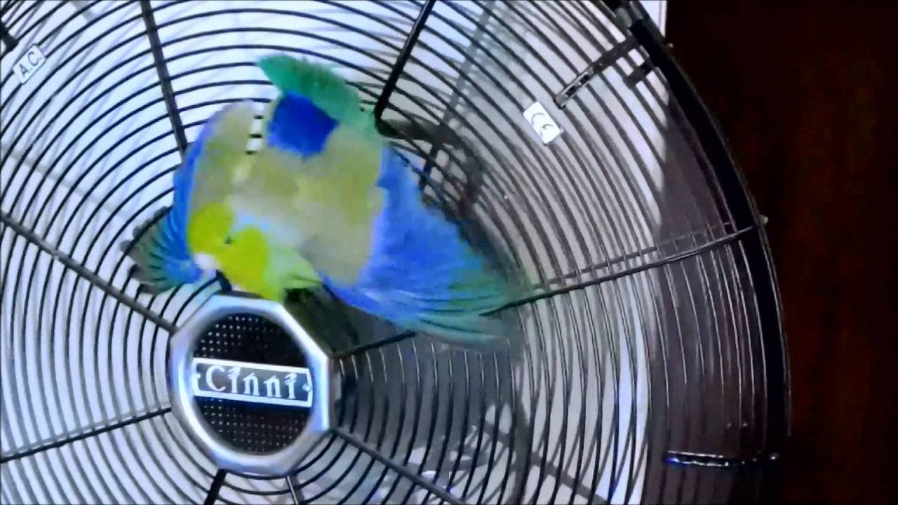 Valentino RIP Montage Part 05