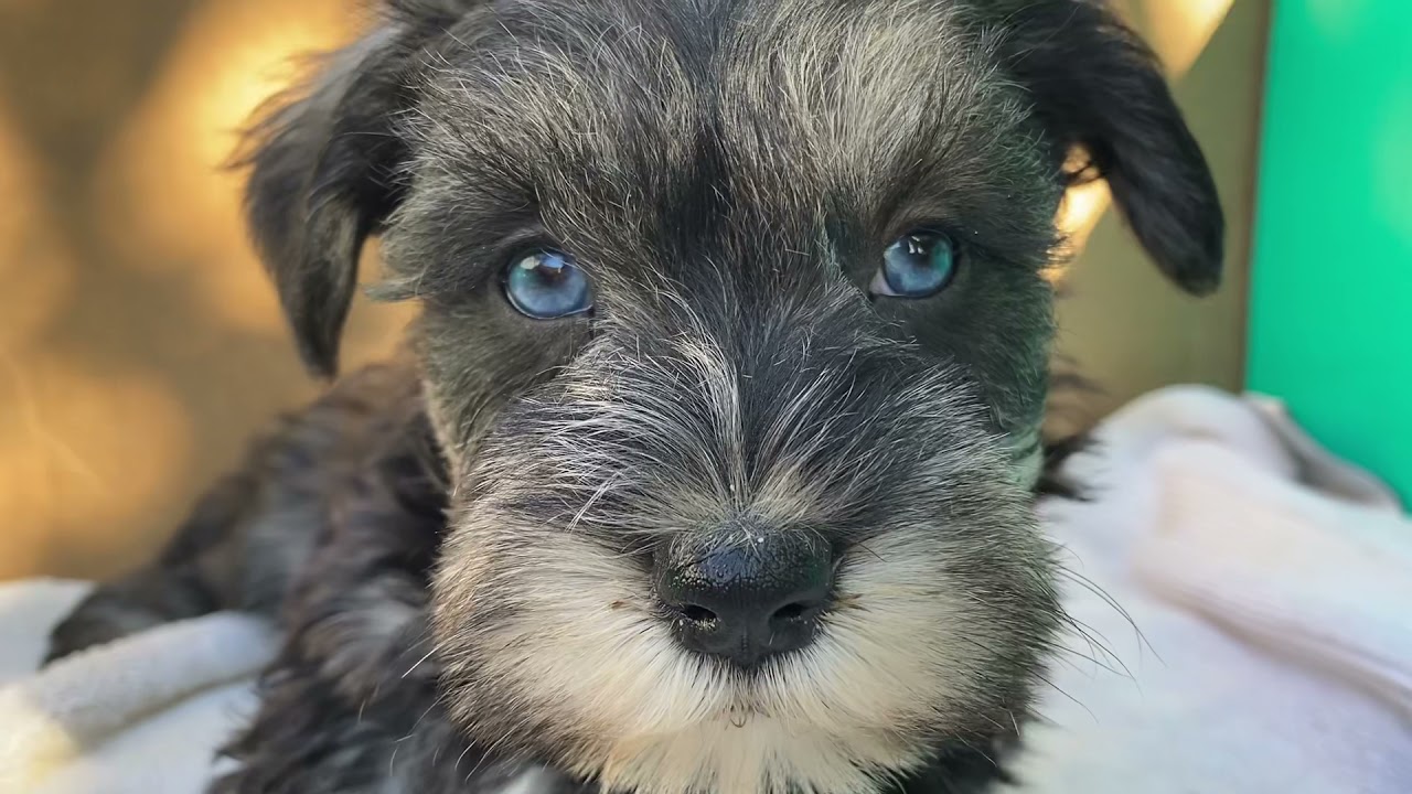 Miniature Schnauzer puppy No.16-2 female with blue eyes  www.lovelyshihtzu.com