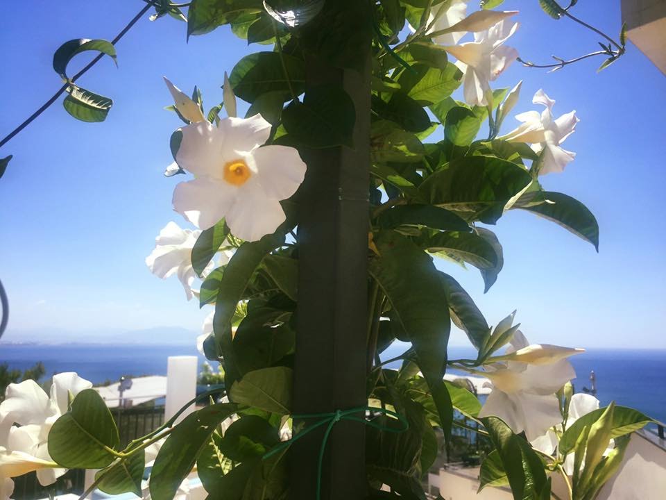 A Gipsy in the Kitchen e gli spaghetti al pomodoro e basilico.