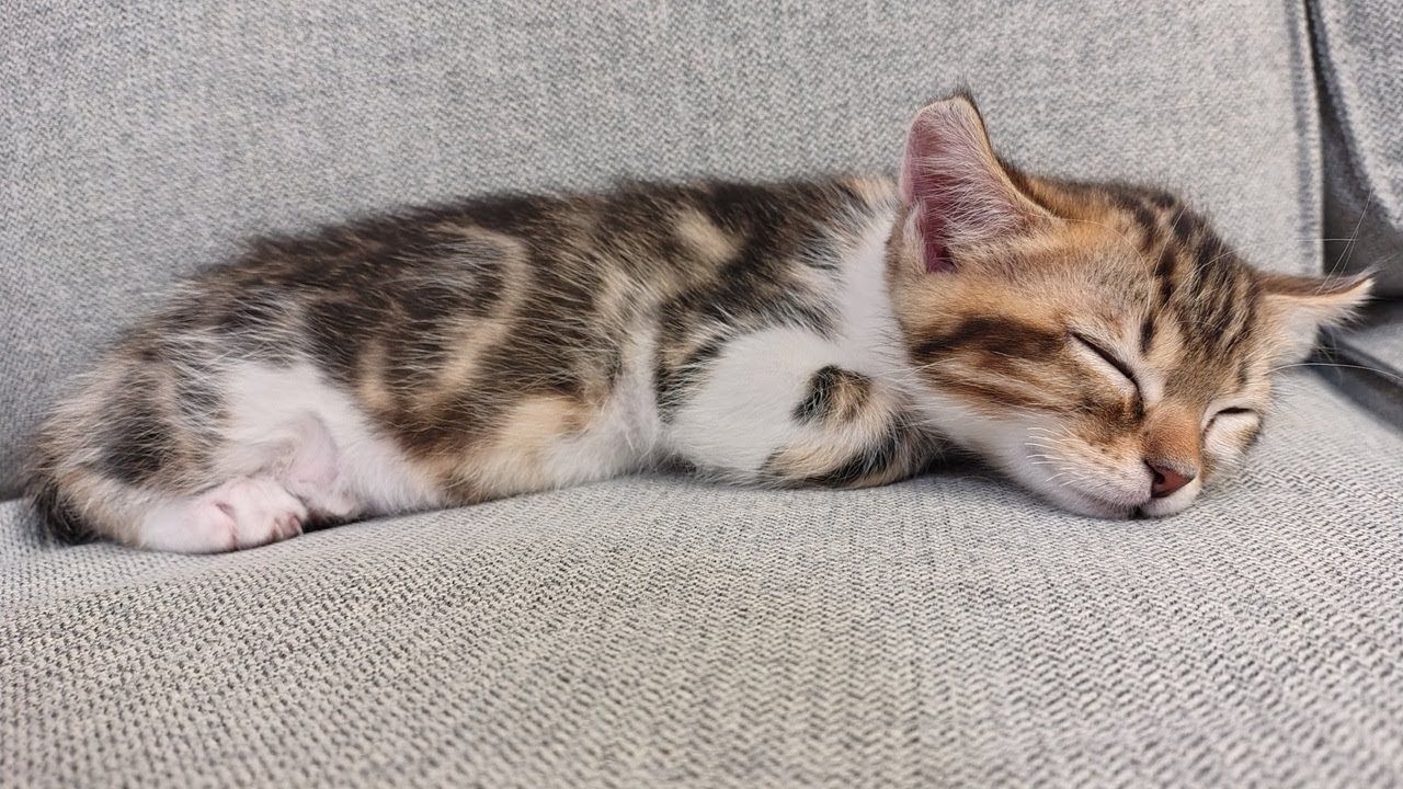 Teddy's first 3 months