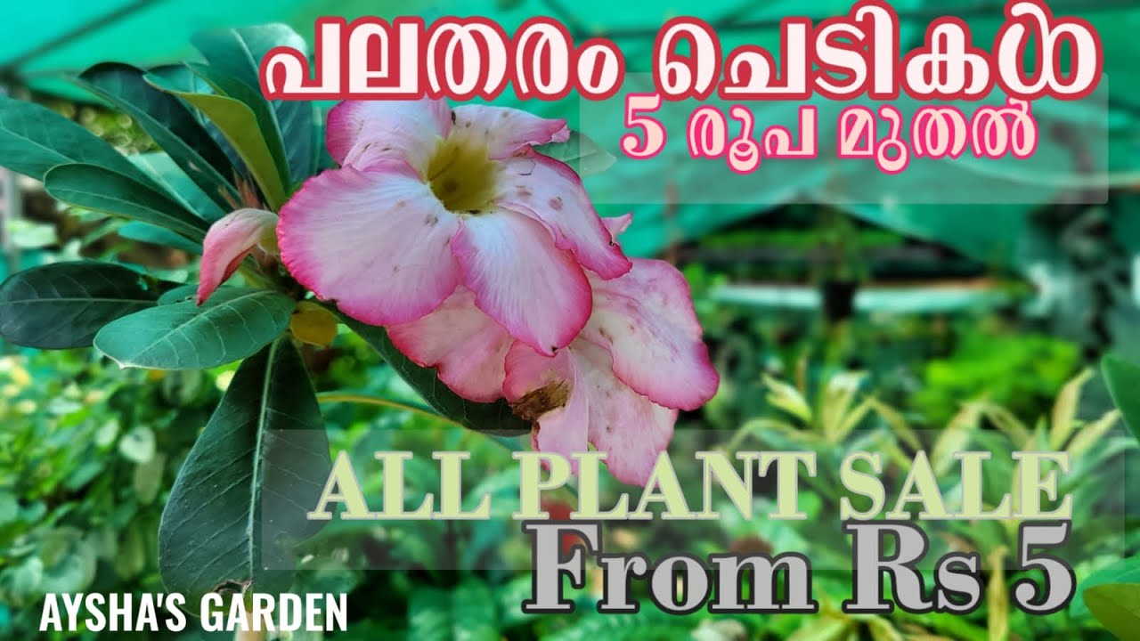 5 രൂപ മുതൽ കിടിലൻ ചെടികൾ | Beautiful plants from Rs 5| AYSHAS GARDEN 